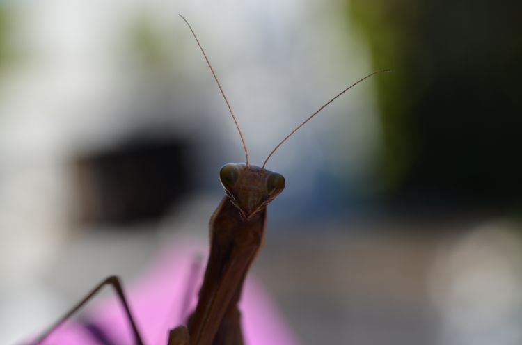 Fonds d'cran Animaux Insectes - Mantes Religieuse mante religieuse