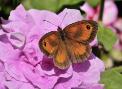  Animaux Amaryllis