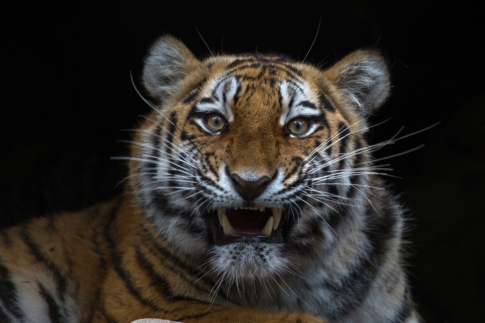 Fonds d'cran Animaux Flins - Tigres 