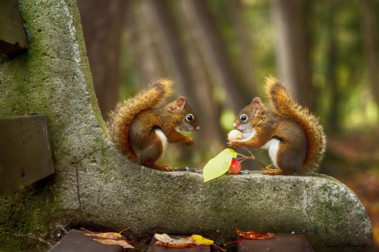 Fonds d'cran Animaux Rongeurs - Ecureuils Wallpaper N464519