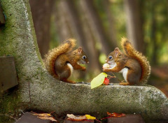  Animaux Image sans titre N464519