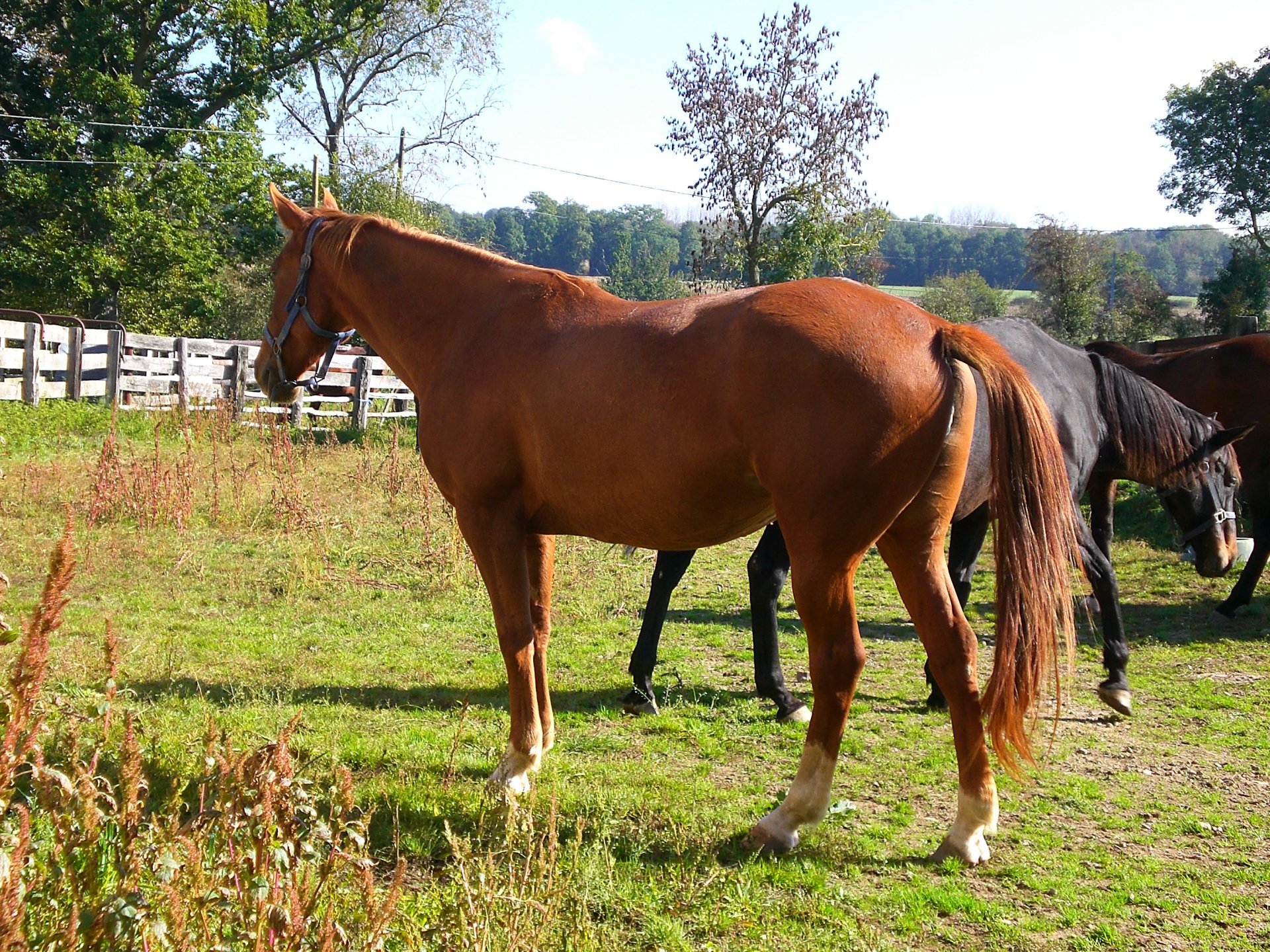 Fonds d'cran Animaux Chevaux Cheval