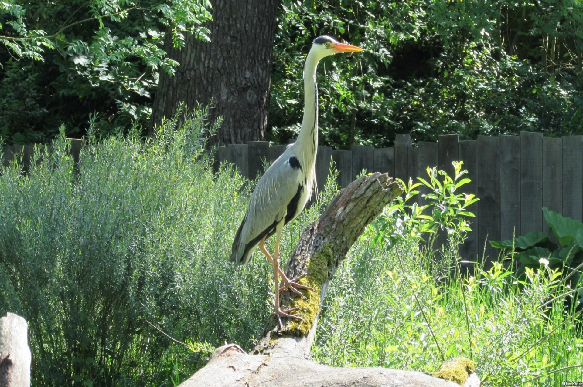 Fonds d'cran Animaux Oiseaux - Hrons Hron vert