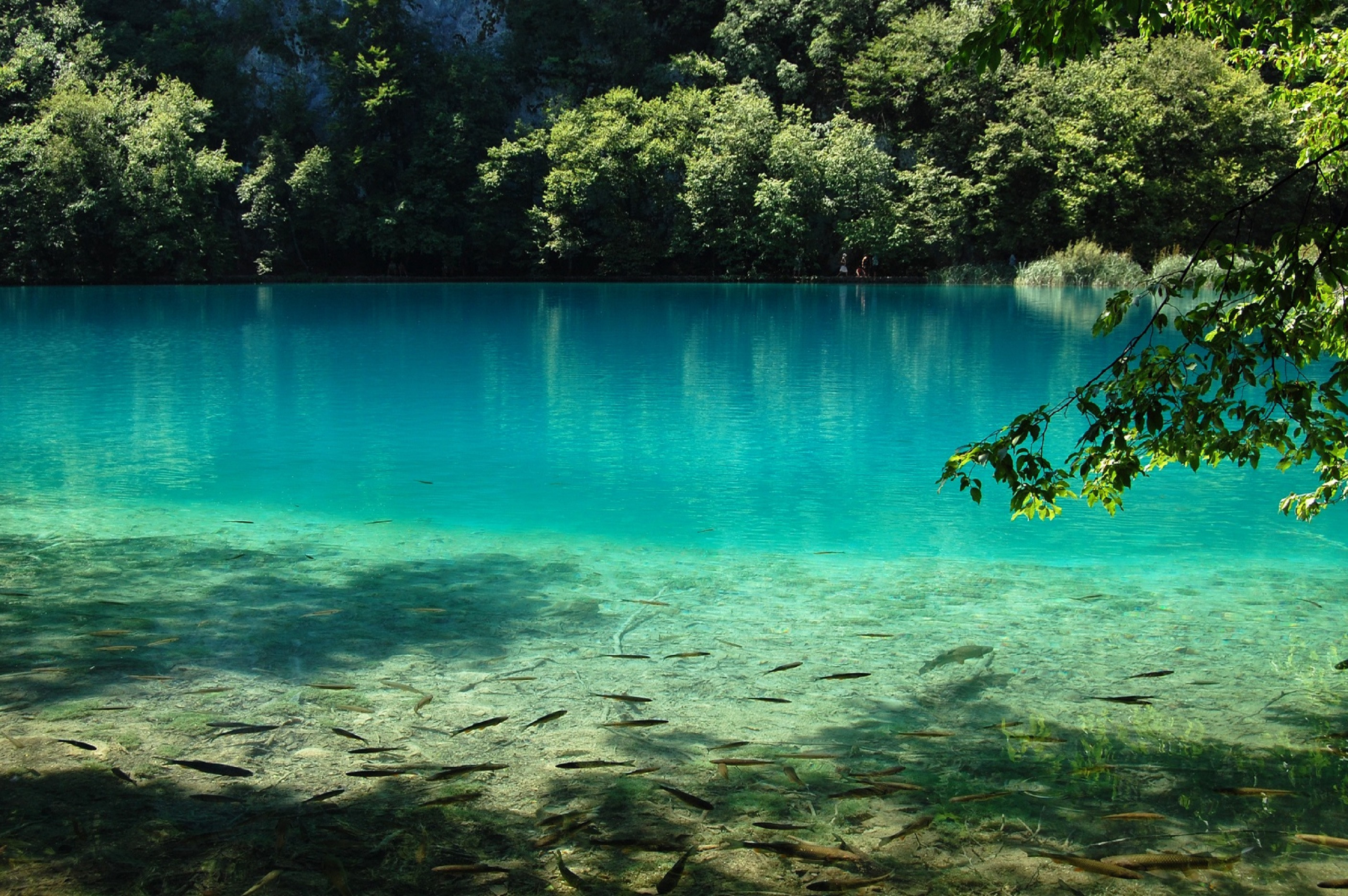 Fonds d'cran Nature Lacs - Etangs Lac vert & poissons