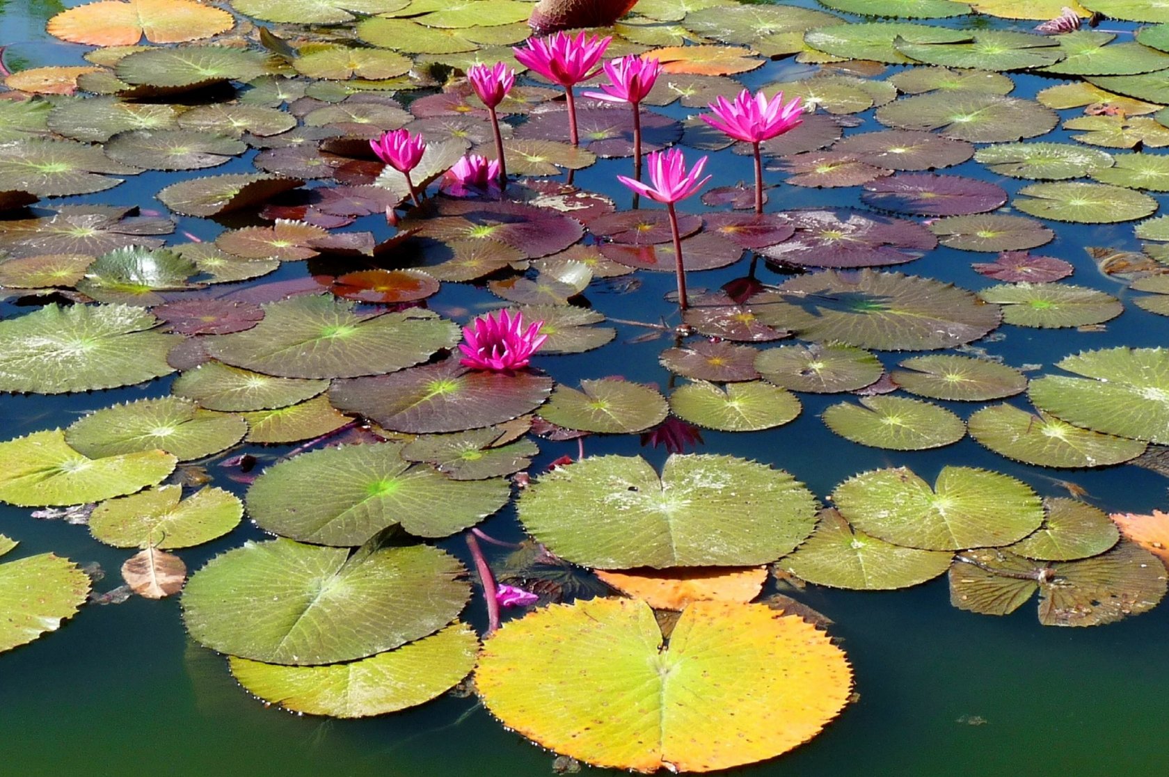 Fonds d'cran Nature Plantes - Arbustes Nnuphars lotus