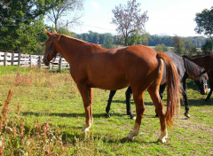  Animaux Cheval