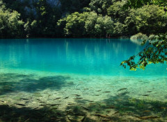  Nature Lac vert & poissons