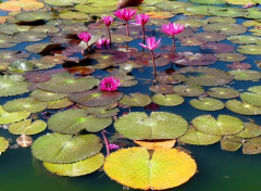  Nature Nnuphars lotus