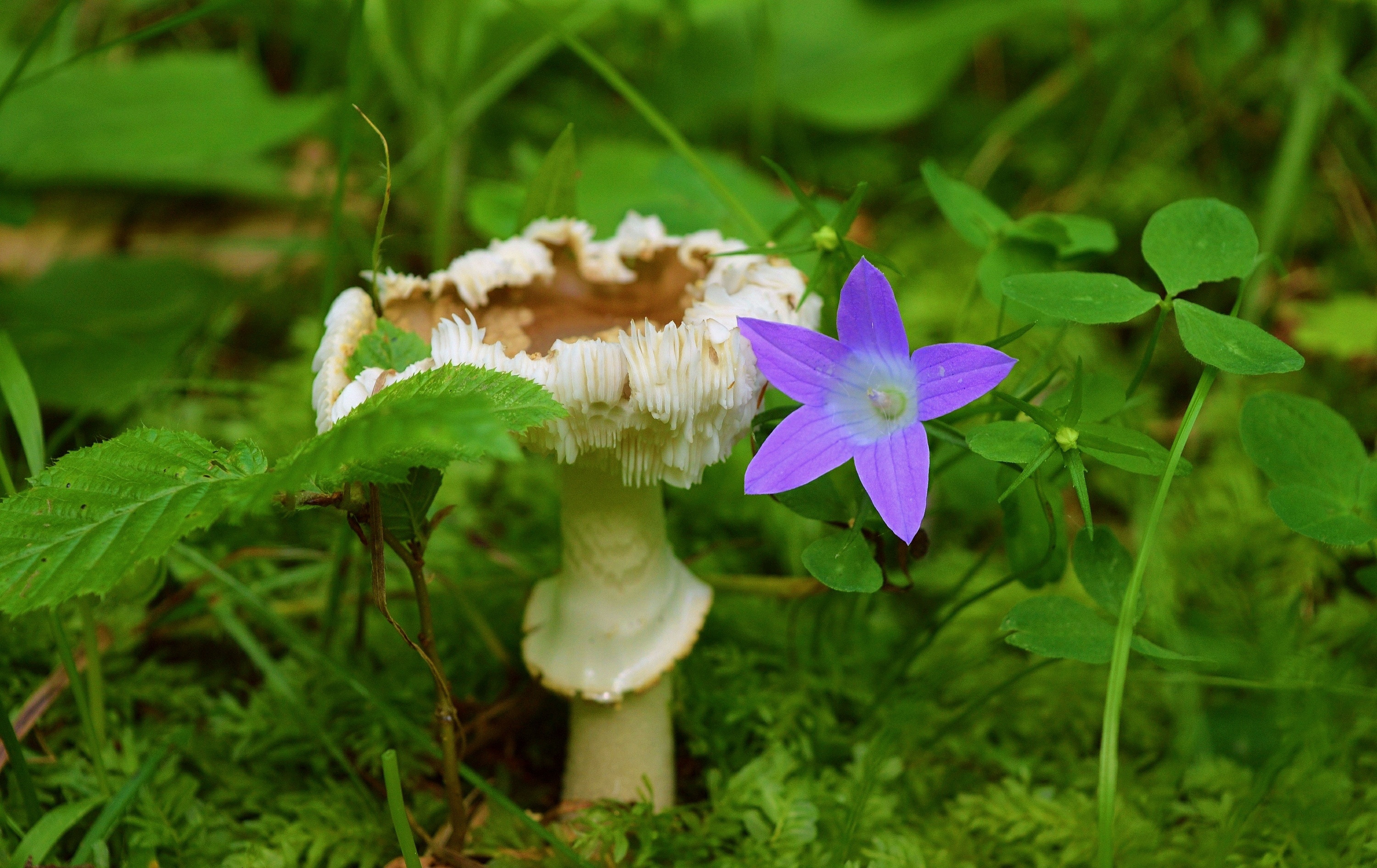 Wallpapers Nature Mushrooms 