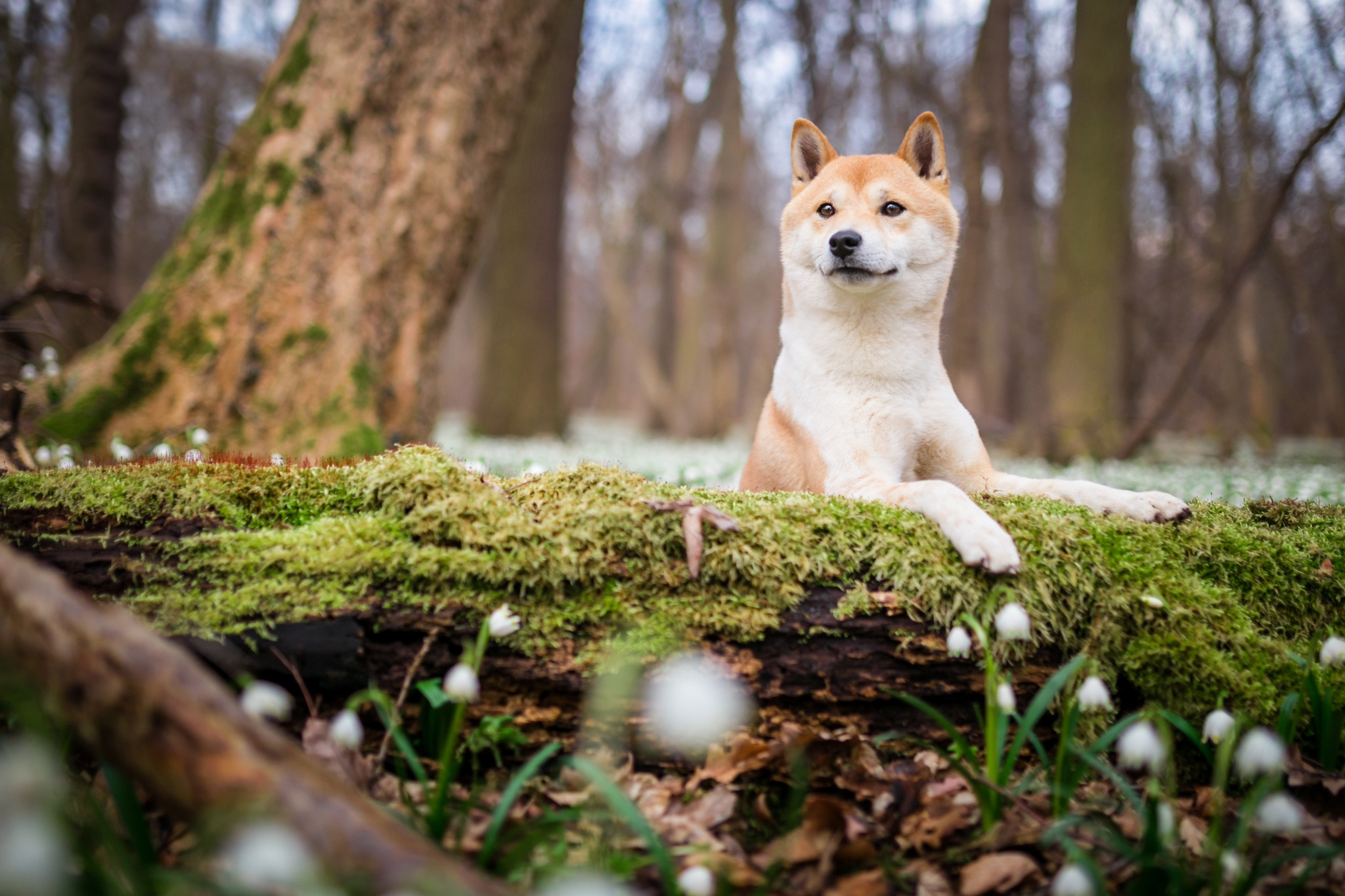 Fonds d'cran Animaux Chiens 