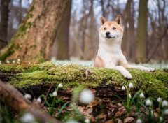 Fonds d'cran Animaux Image sans titre N465032