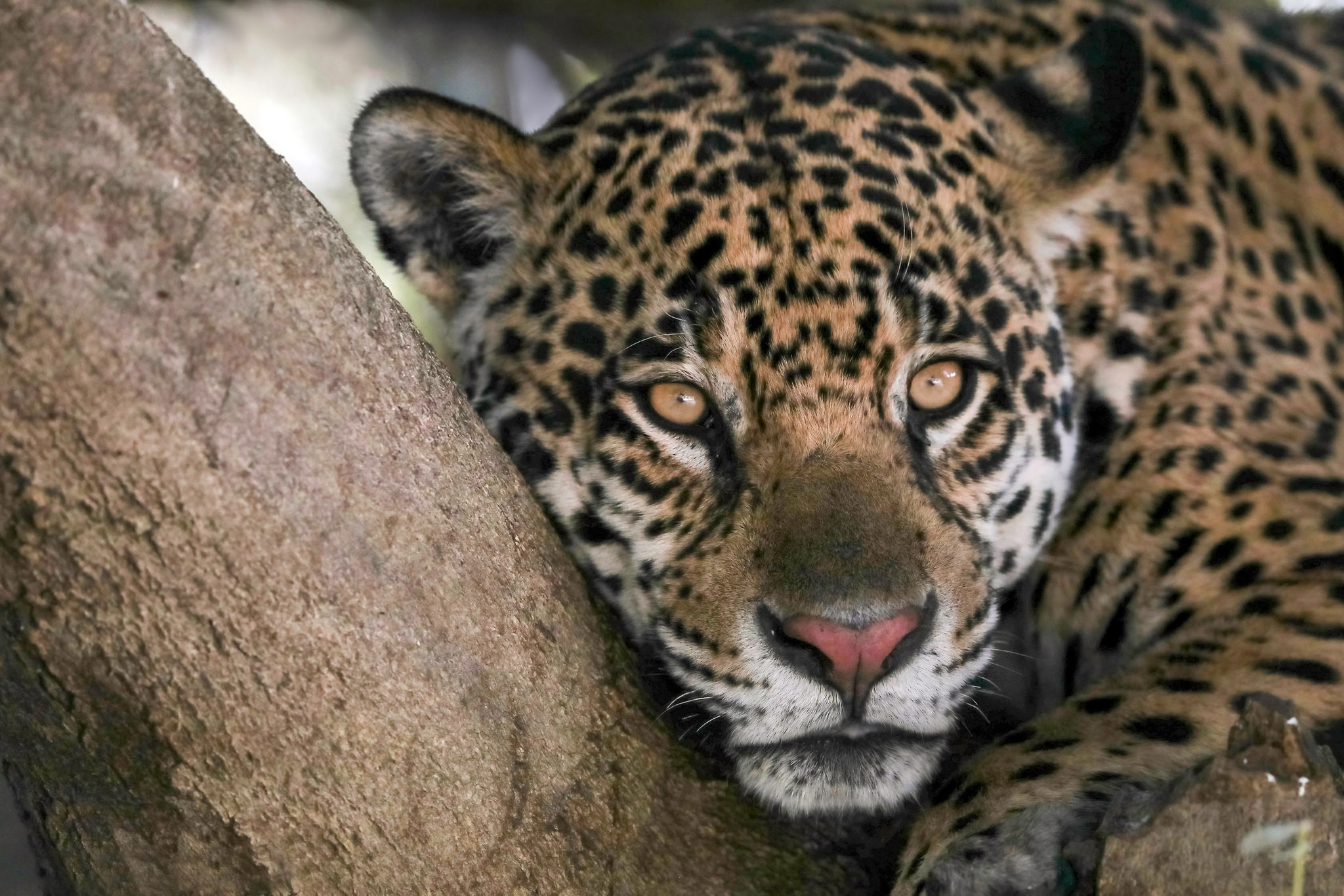 Wallpapers Animals Felines - Jaguars 