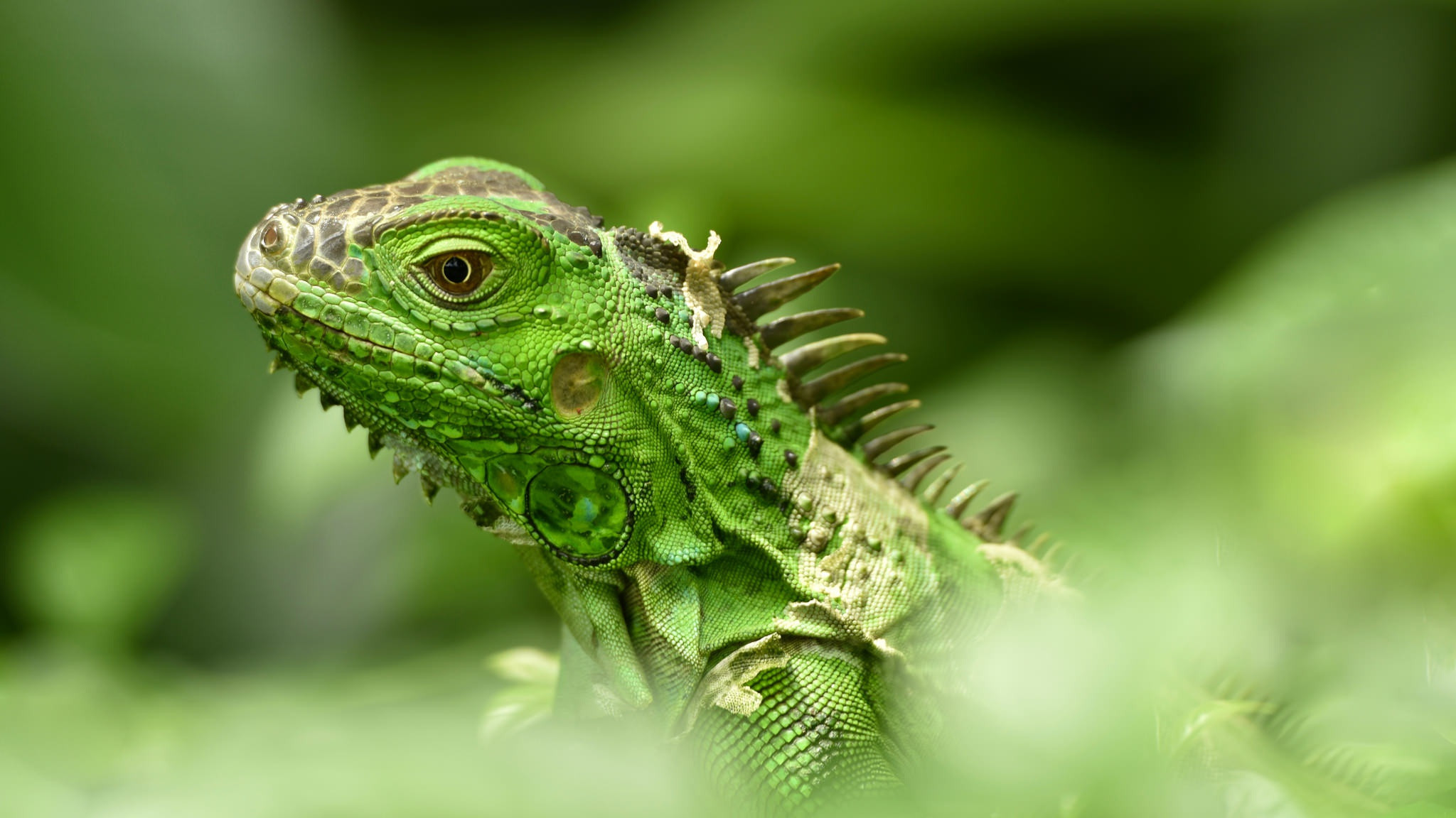 Fonds d'cran Animaux Lzards - Iguanes 