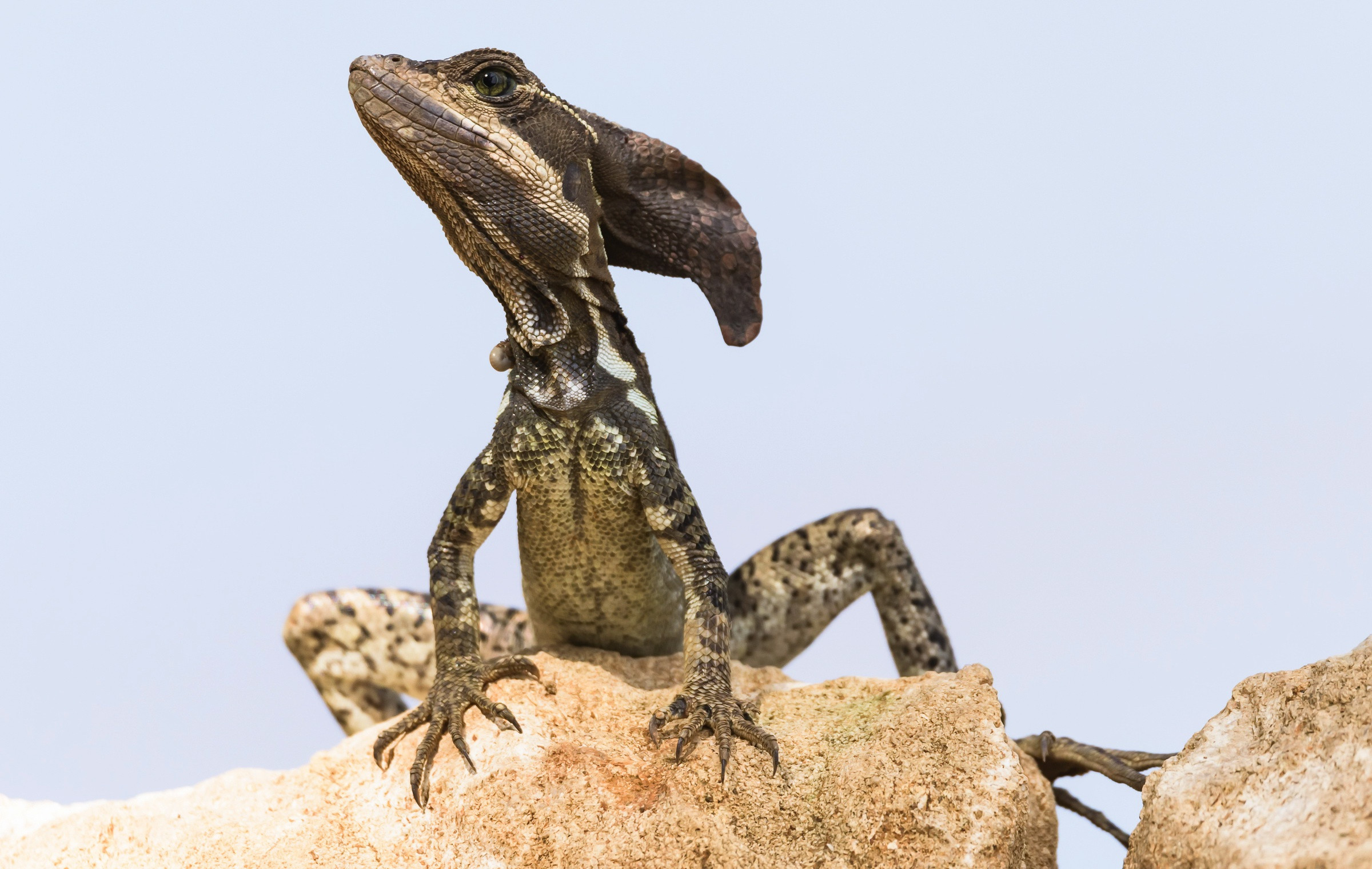 Fonds d'cran Animaux Lzards - Iguanes 