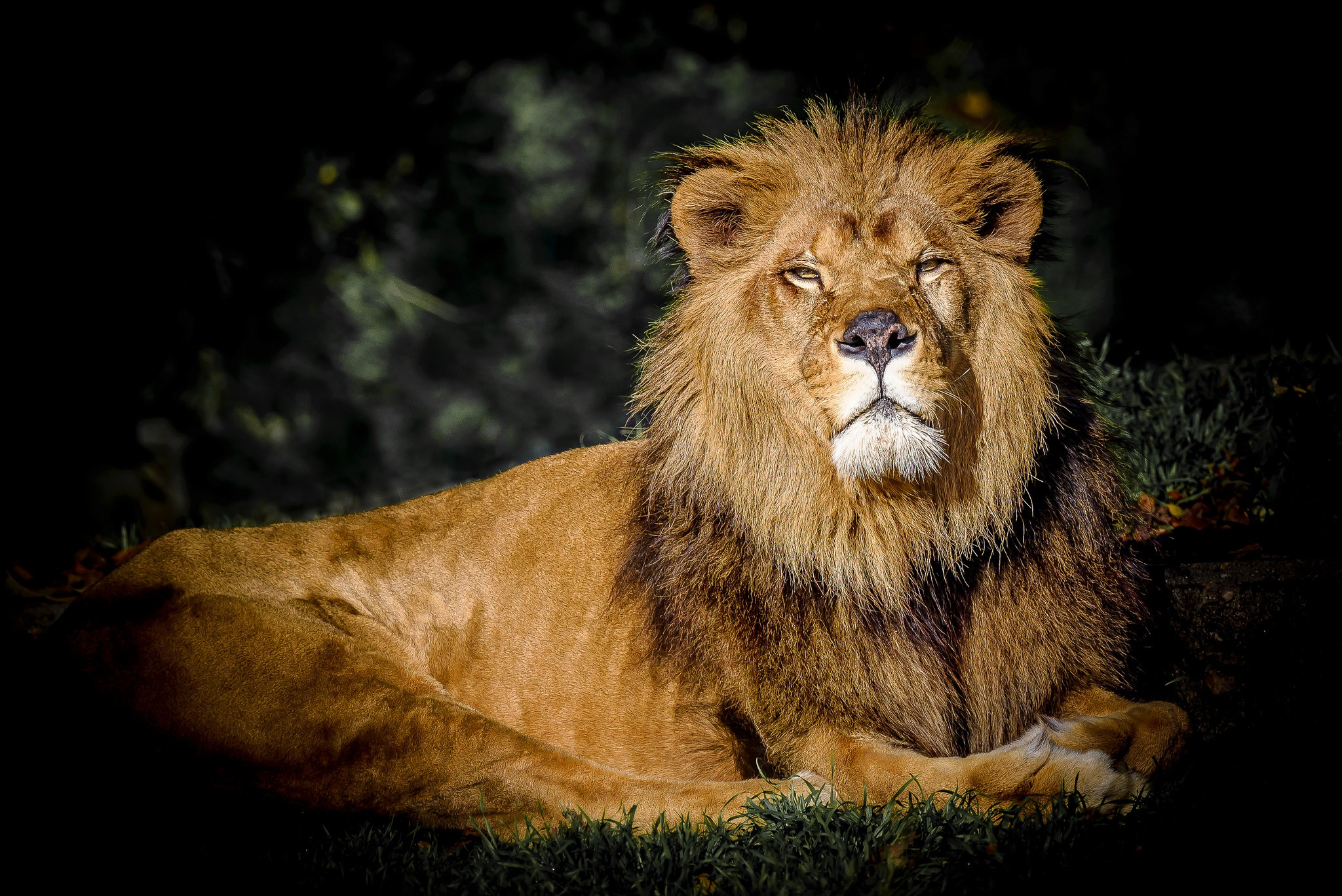 Fonds d'cran Animaux Flins - Lions 