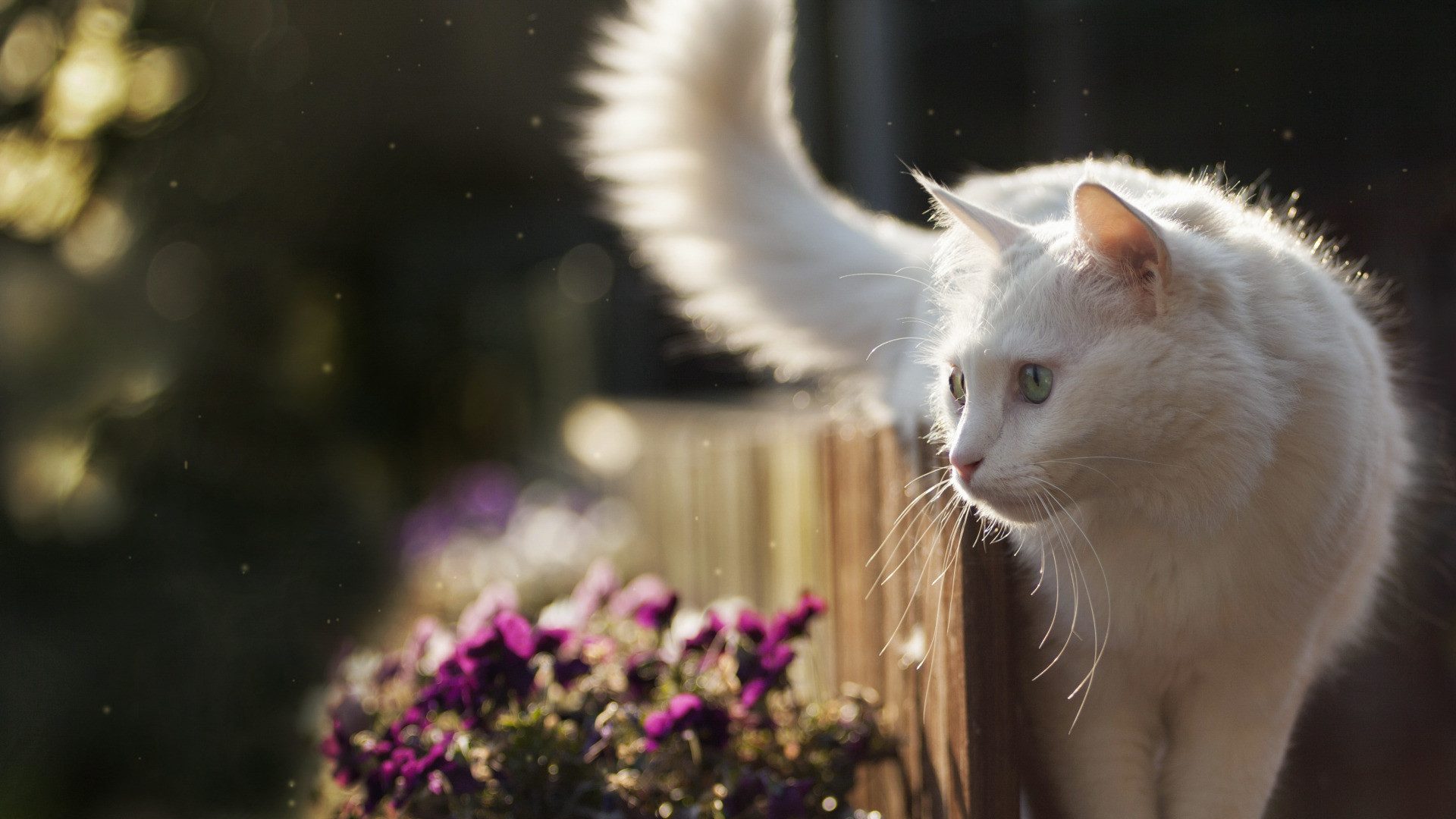 Fonds d'cran Animaux Chats - Chatons 