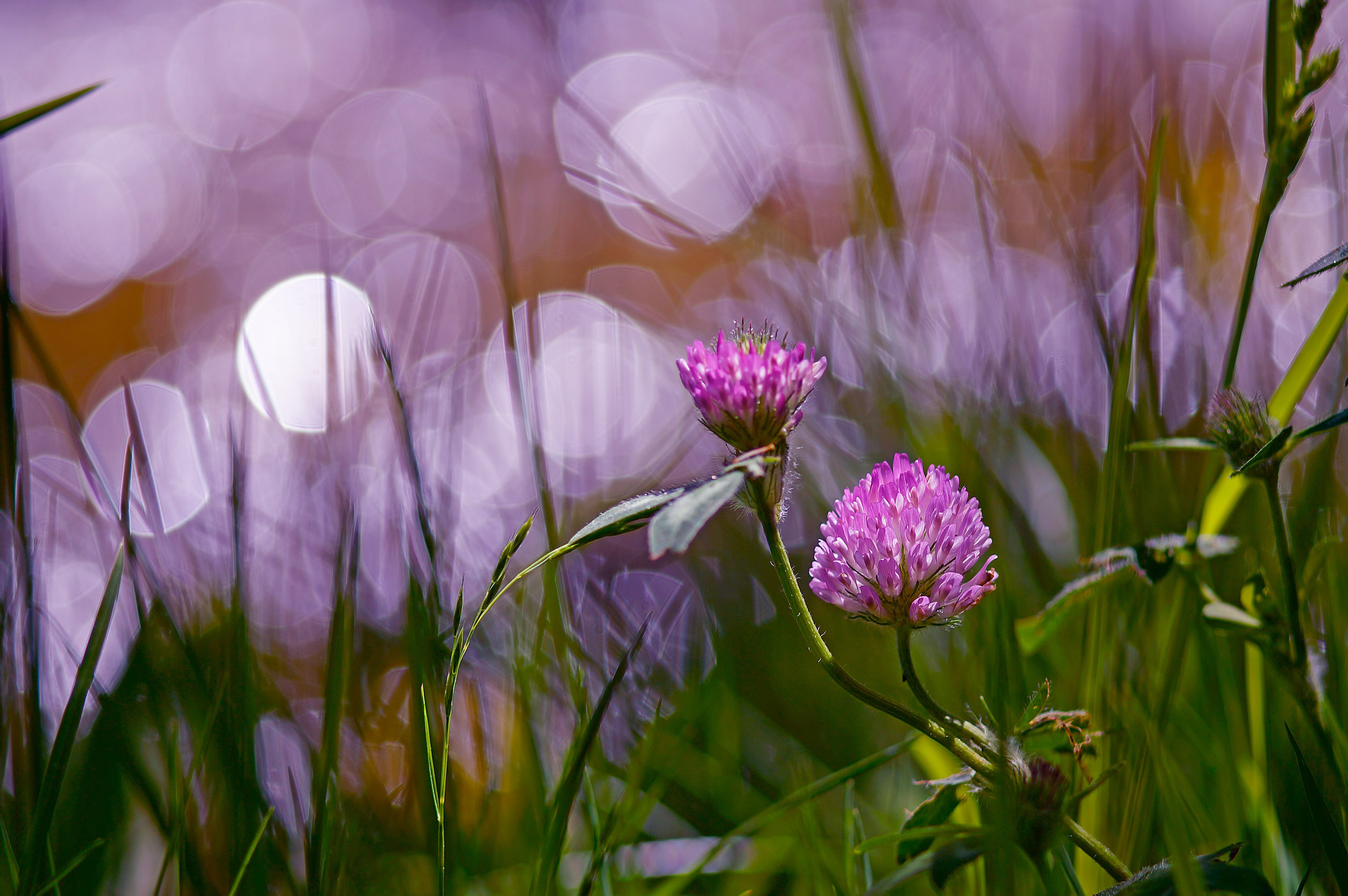 Fonds d'cran Nature Fleurs 