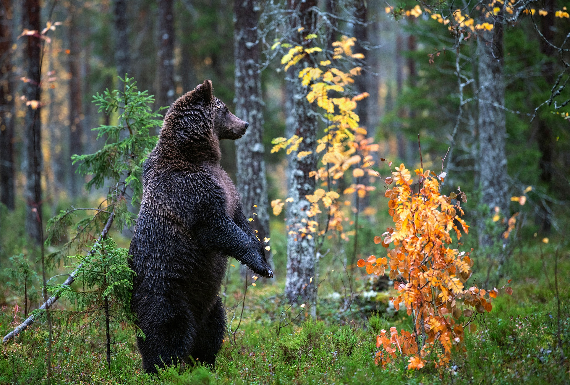 Fonds d'cran Animaux Ours 