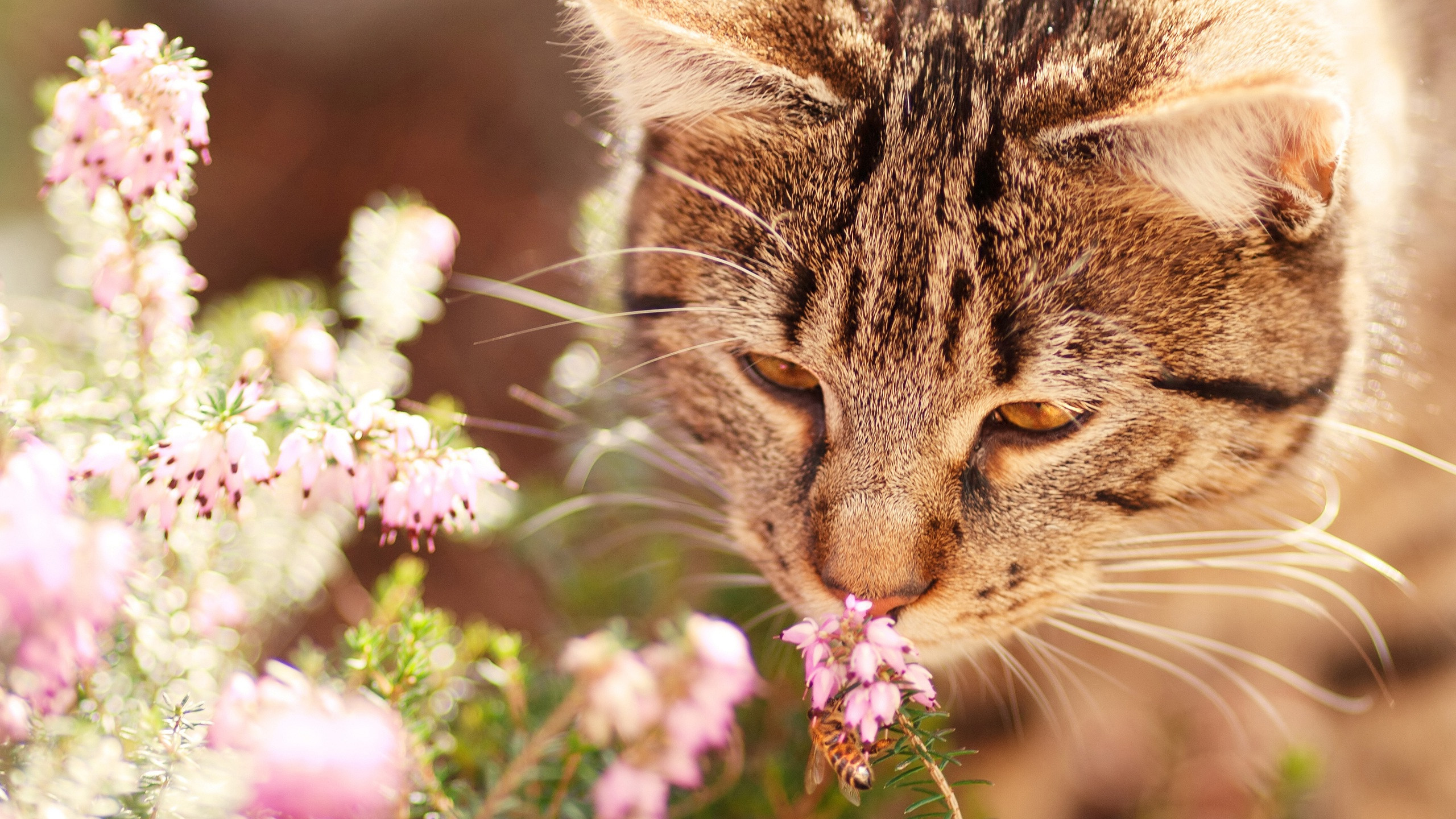 Fonds d'cran Animaux Chats - Chatons 