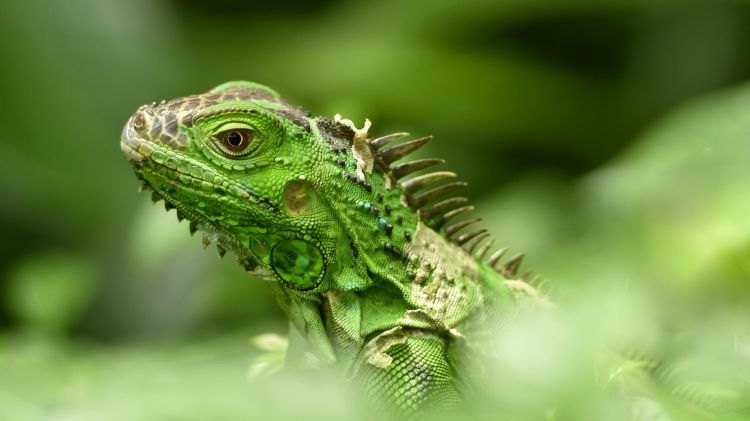 Fonds d'cran Animaux Lzards - Iguanes Wallpaper N464883