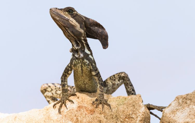 Fonds d'cran Animaux Lzards - Iguanes Wallpaper N464934