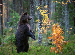  Animaux Image sans titre N464947