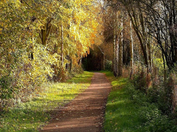 Fonds d'cran Nature Chemins Chemin forestier verdoyant