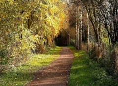  Nature Chemin forestier verdoyant