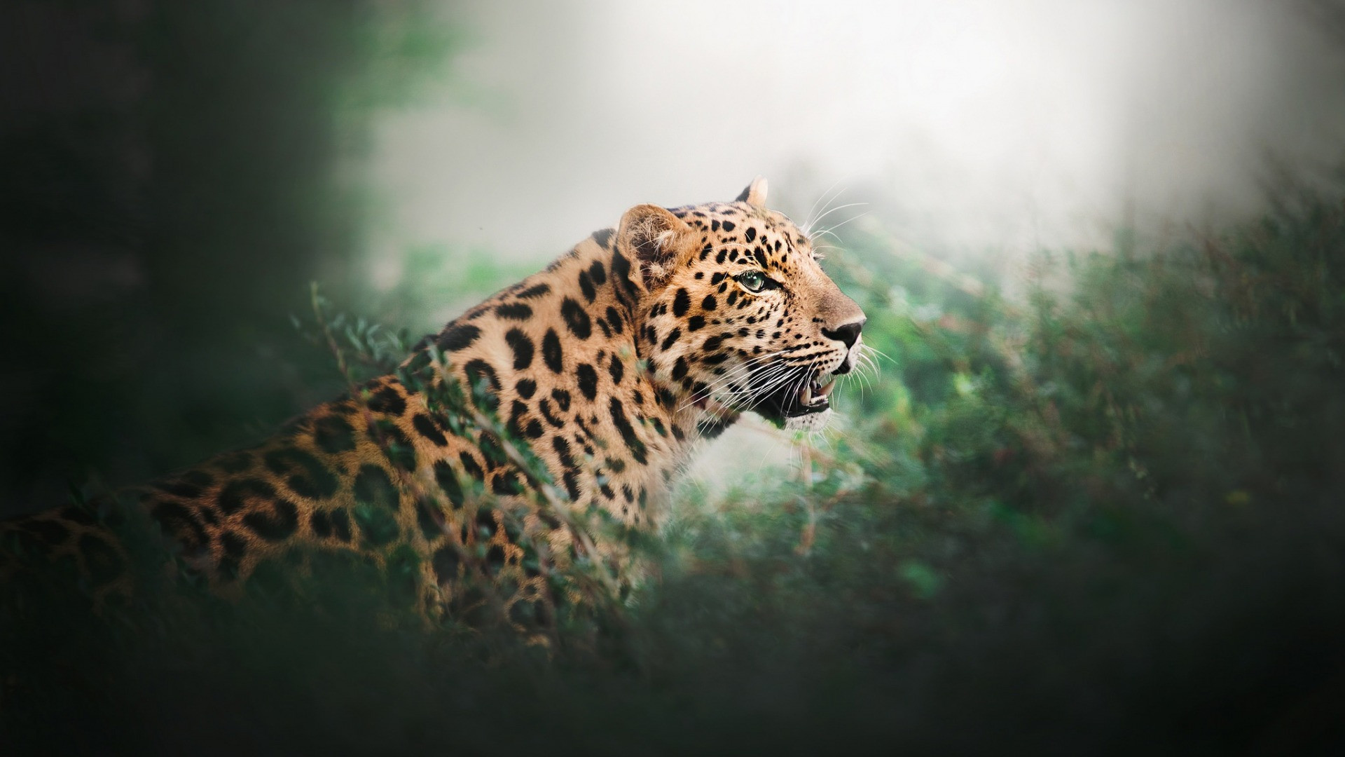 Wallpapers Animals Felines - Leopards 