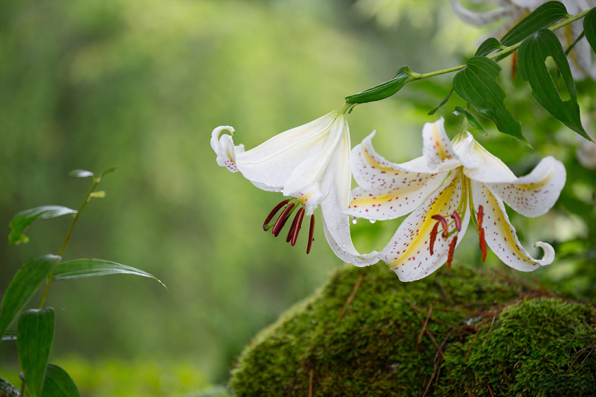 Fonds d'cran Nature Fleurs 