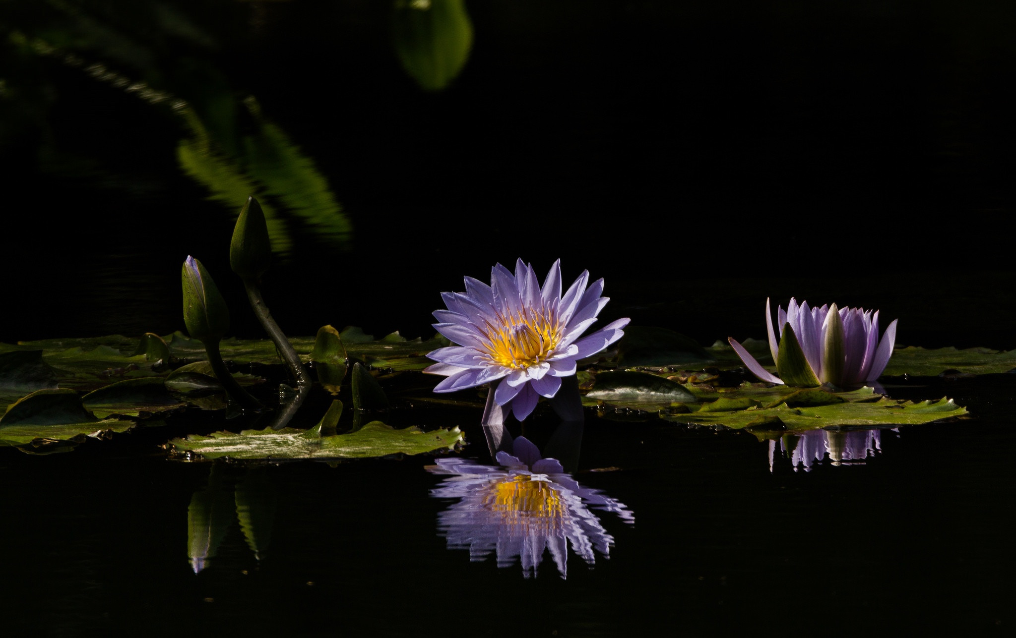 Fonds d'cran Nature Fleurs 