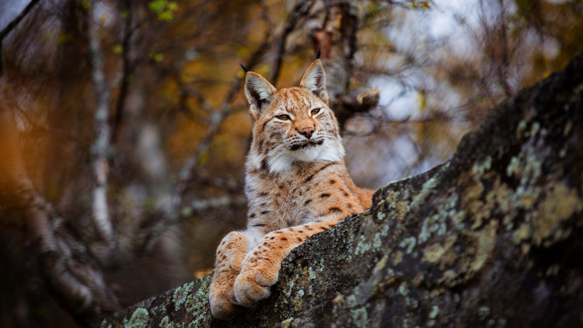 Wallpapers Animals Felines - Lynxs 