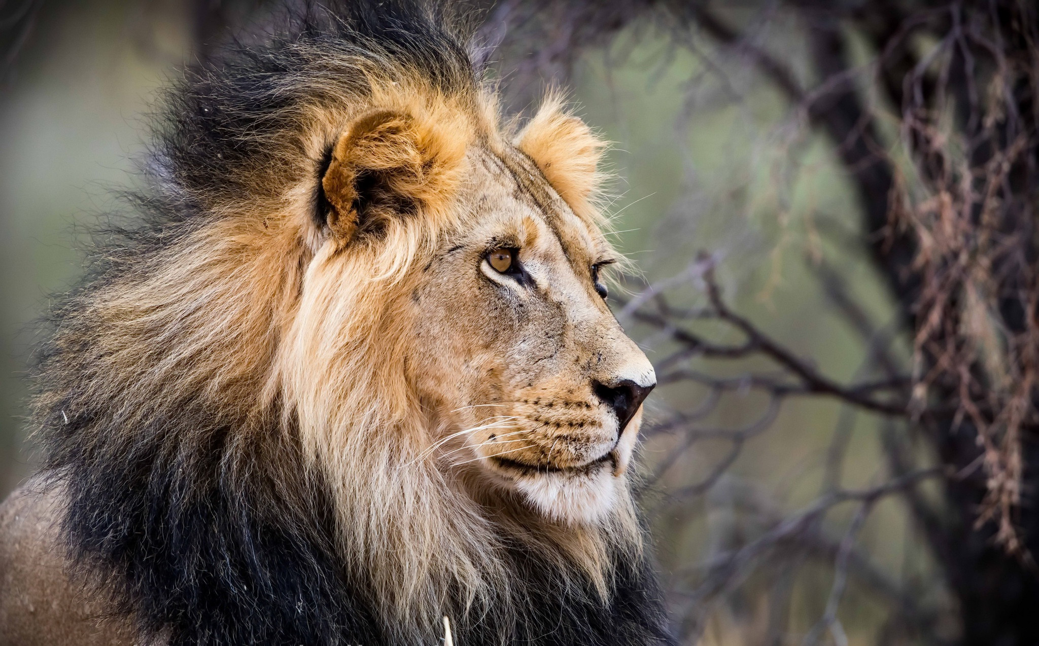 Fonds d'cran Animaux Flins - Lions 