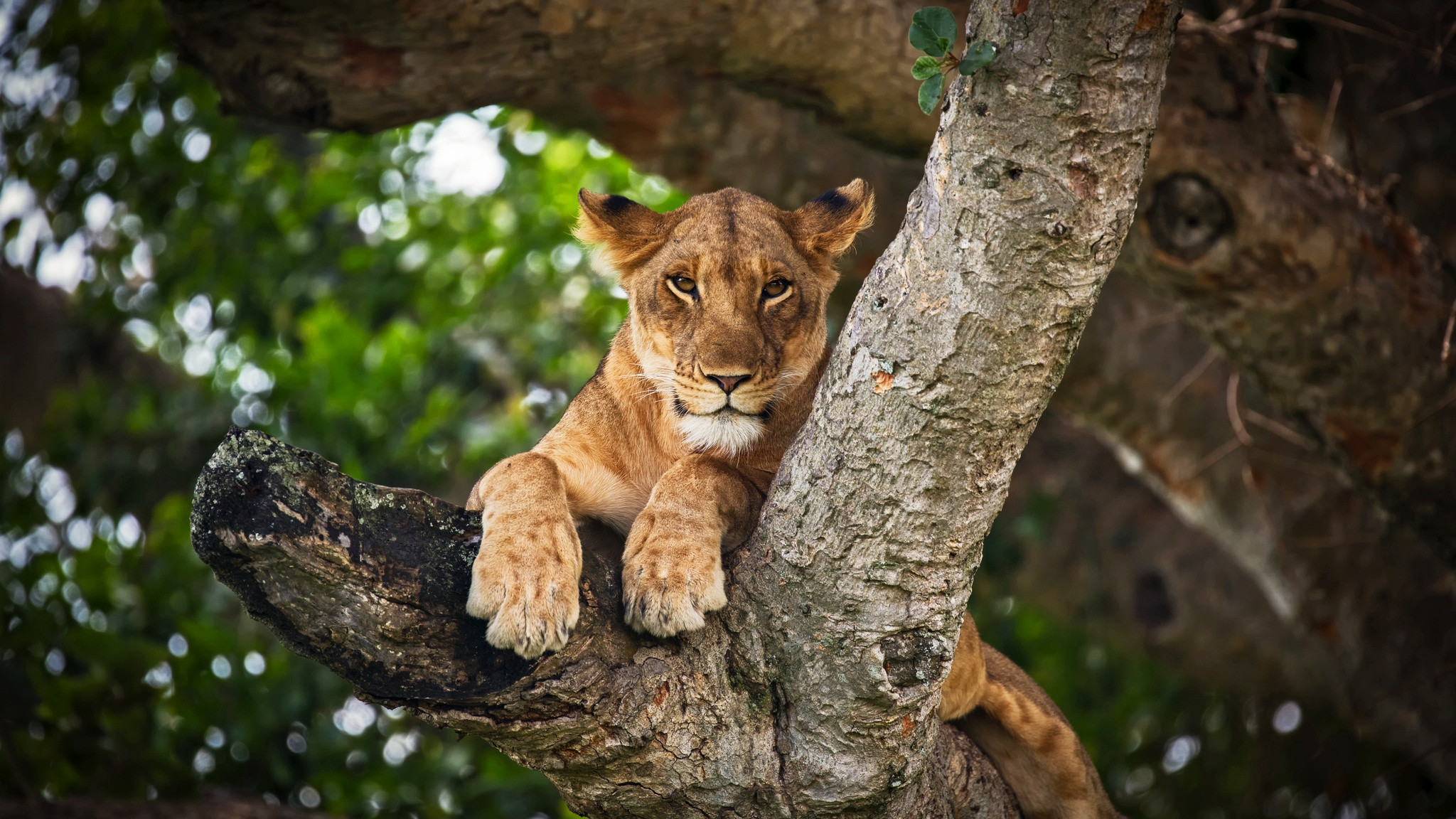 Fonds d'cran Animaux Flins - Lions 