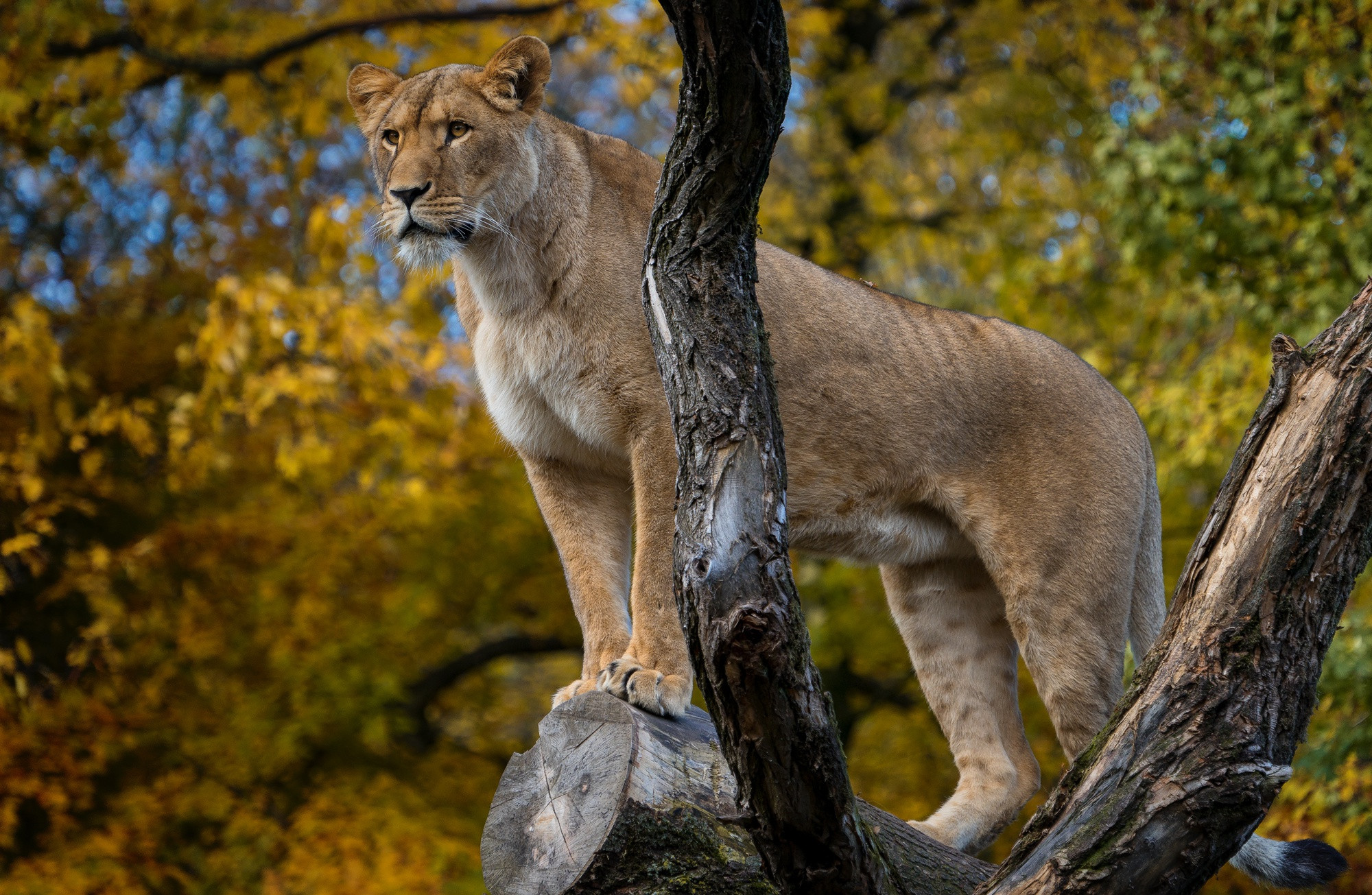 Fonds d'cran Animaux Flins - Lions 