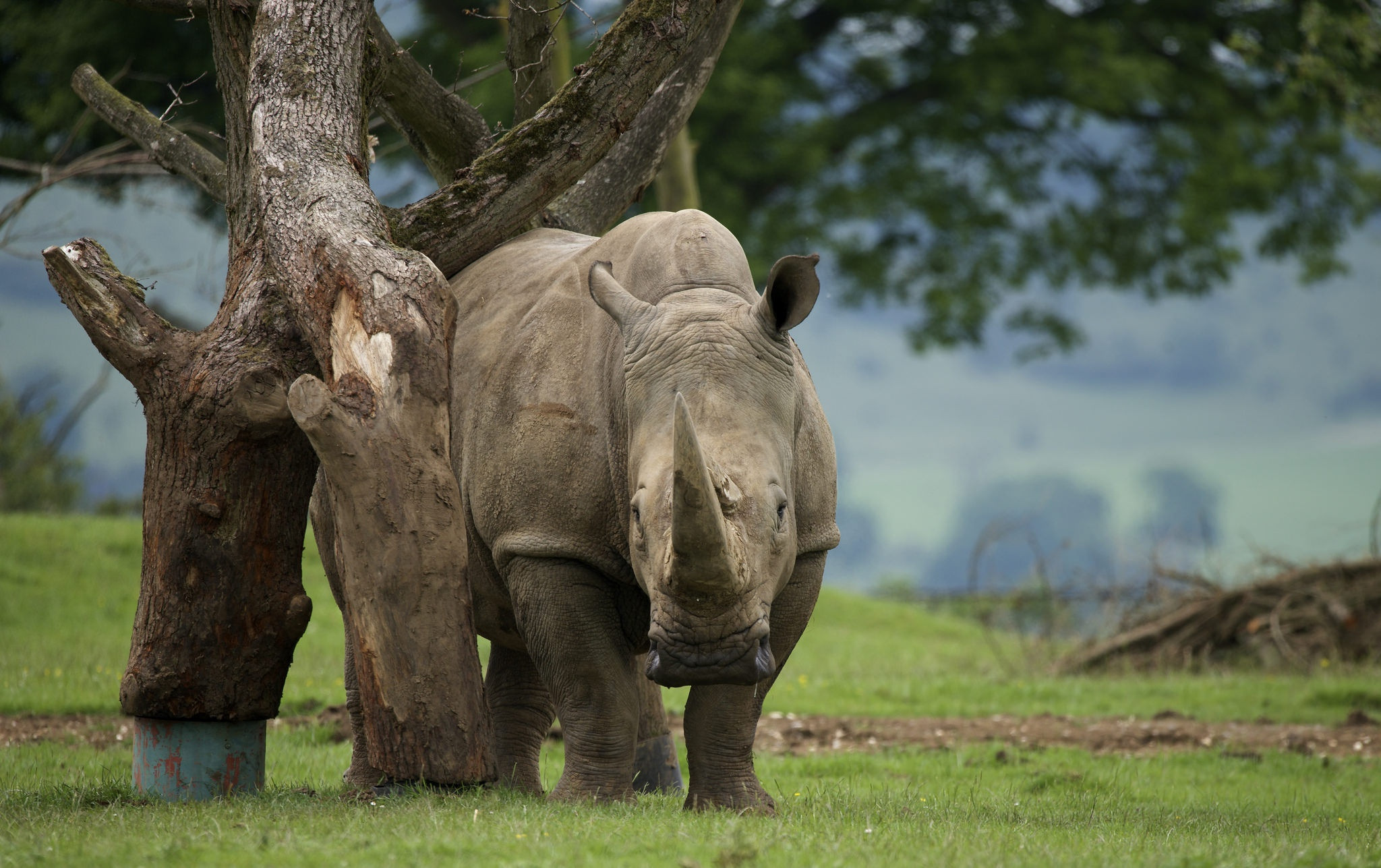 Fonds d'cran Animaux Rhinocros 