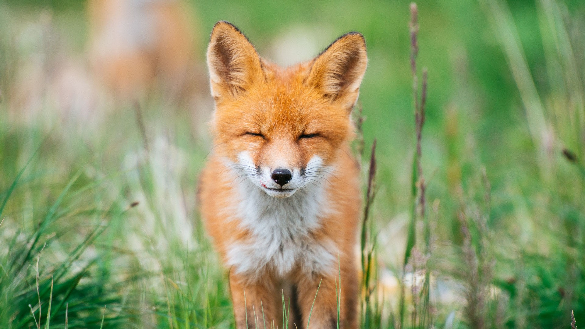 Wallpapers Animals Foxes 