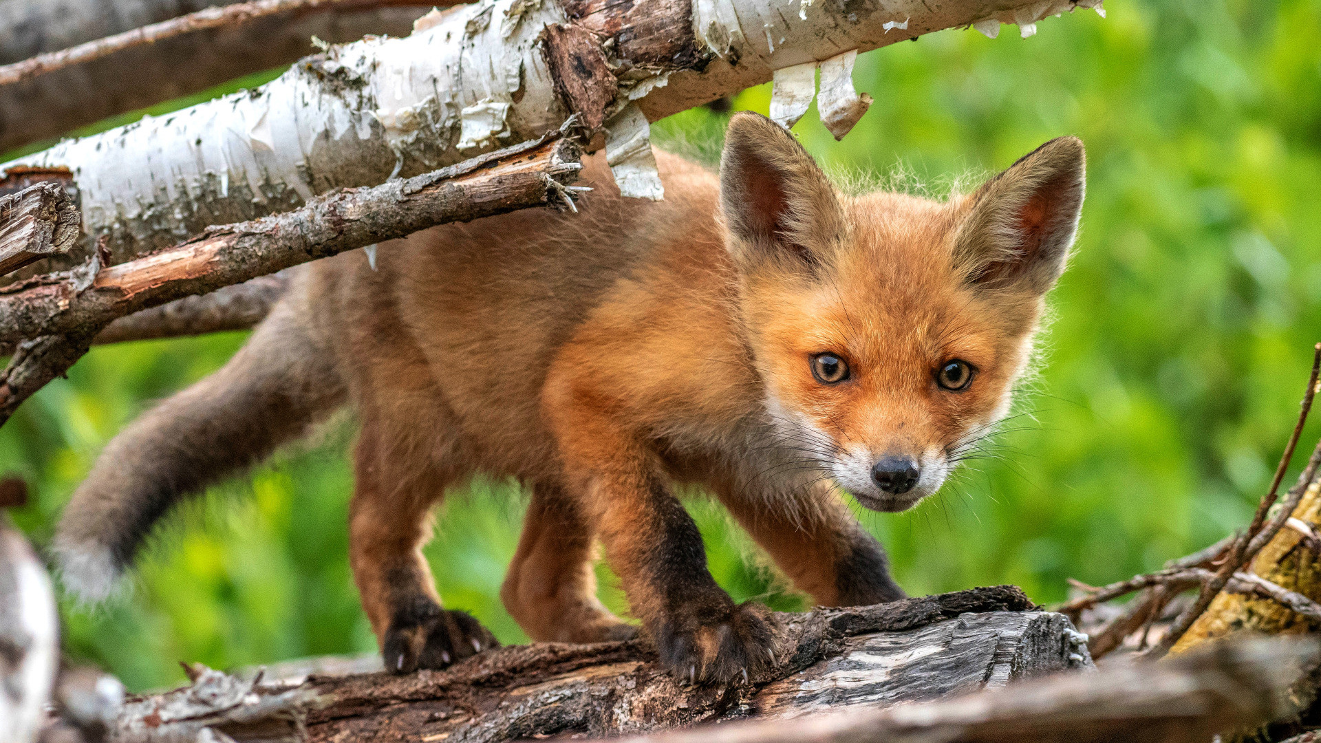 Fonds d'cran Animaux Renards 