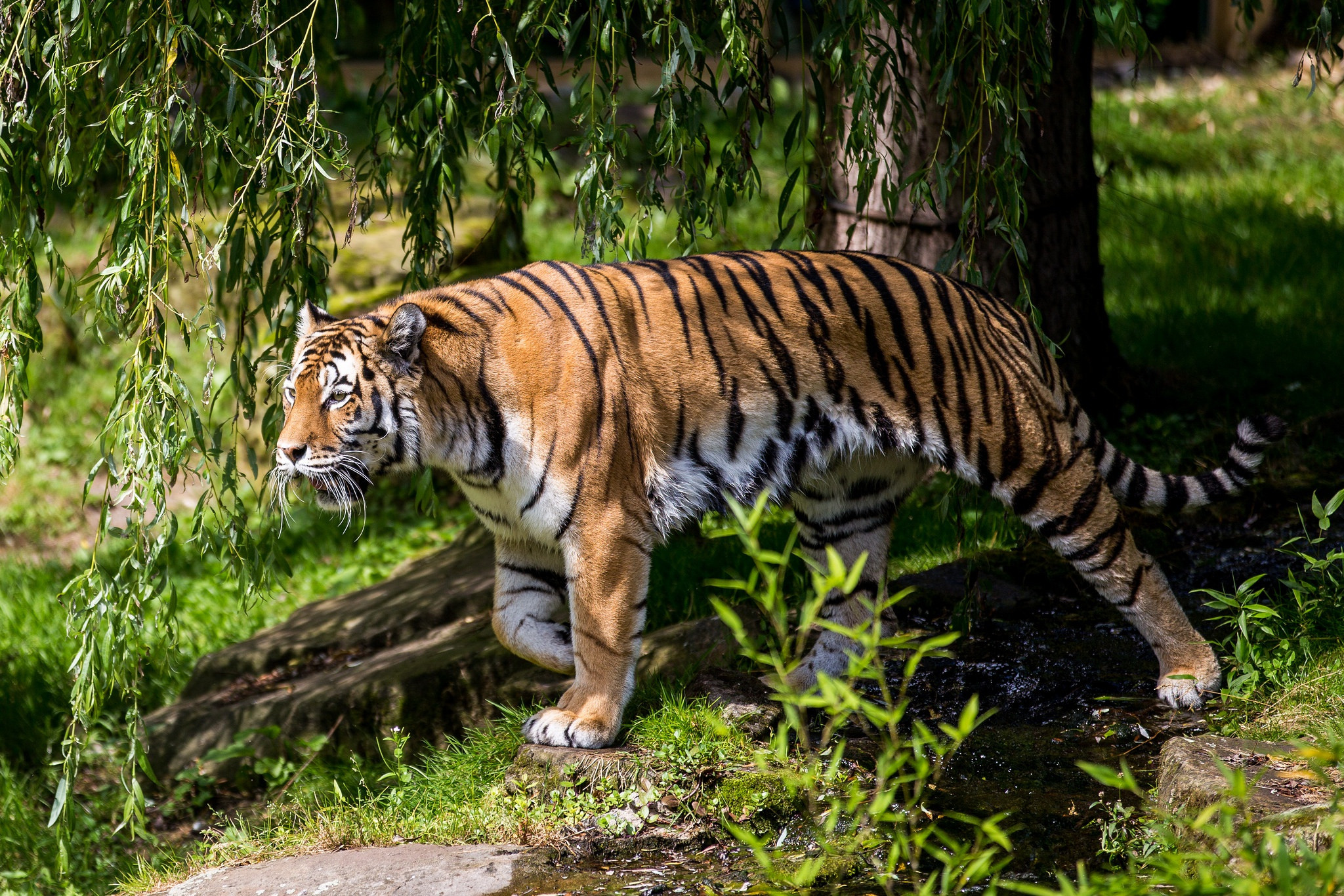 Fonds d'cran Animaux Flins - Tigres 