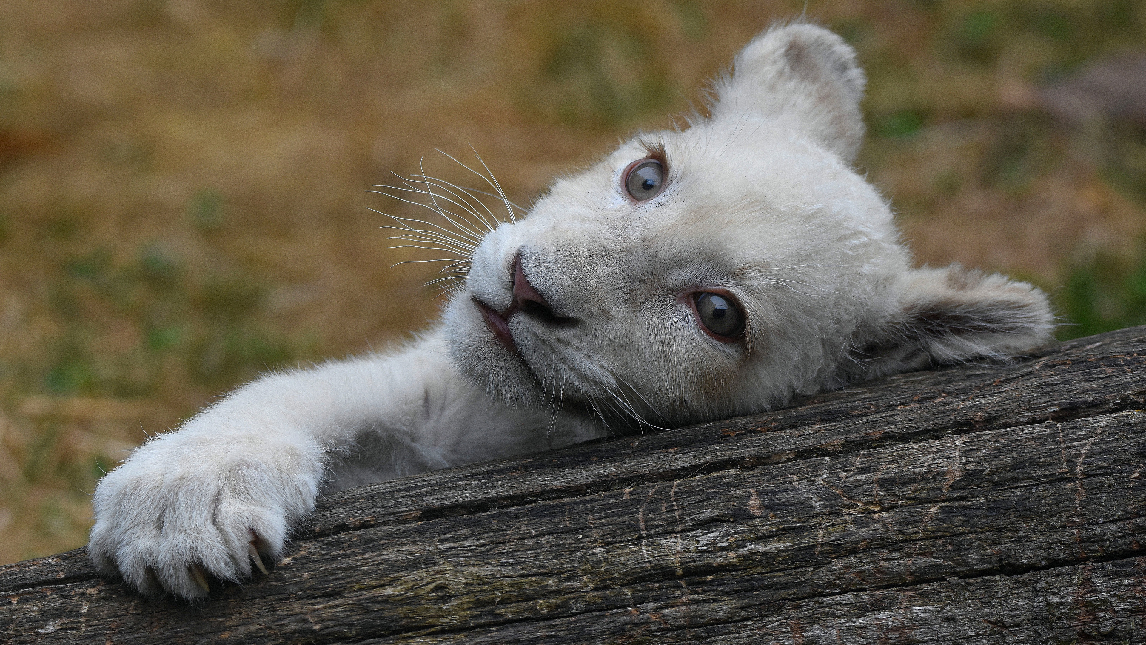 Fonds d'cran Animaux Flins - Lions 