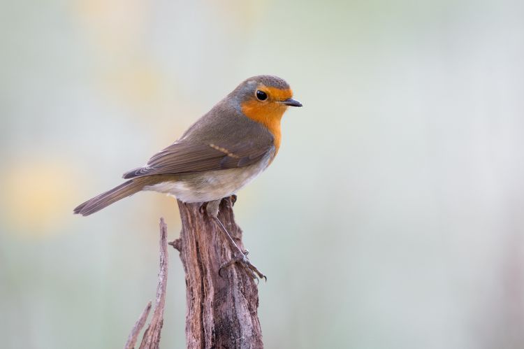 Fonds d'cran Animaux Oiseaux - Rougegorges Wallpaper N465346