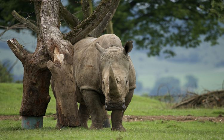 Fonds d'cran Animaux Rhinocros Wallpaper N465355