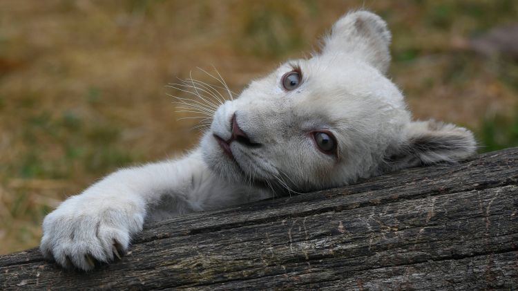 Fonds d'cran Animaux Flins - Lions Wallpaper N465362