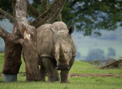  Animaux Image sans titre N465355