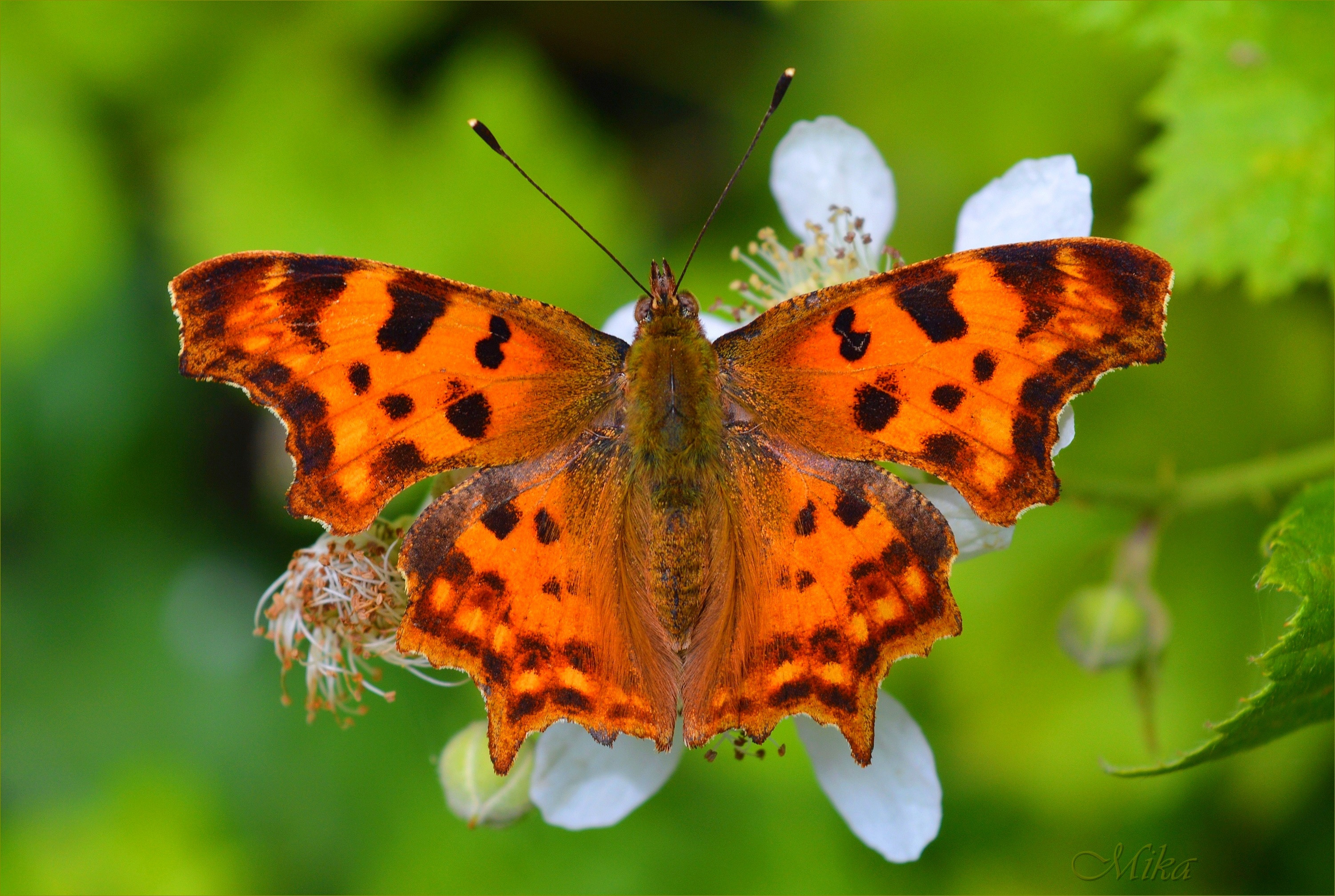 Fonds d'cran Animaux Insectes - Papillons 