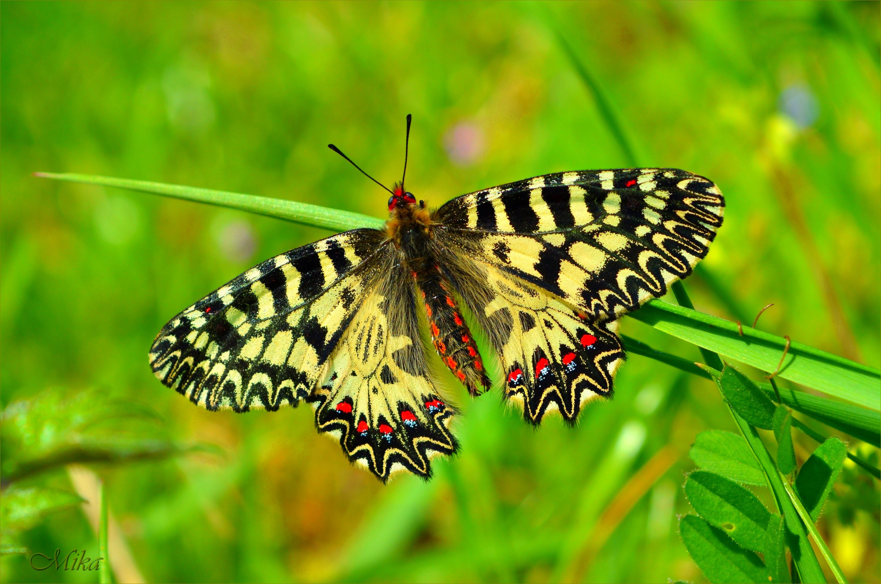 Wallpapers Animals Insects - Butterflies 