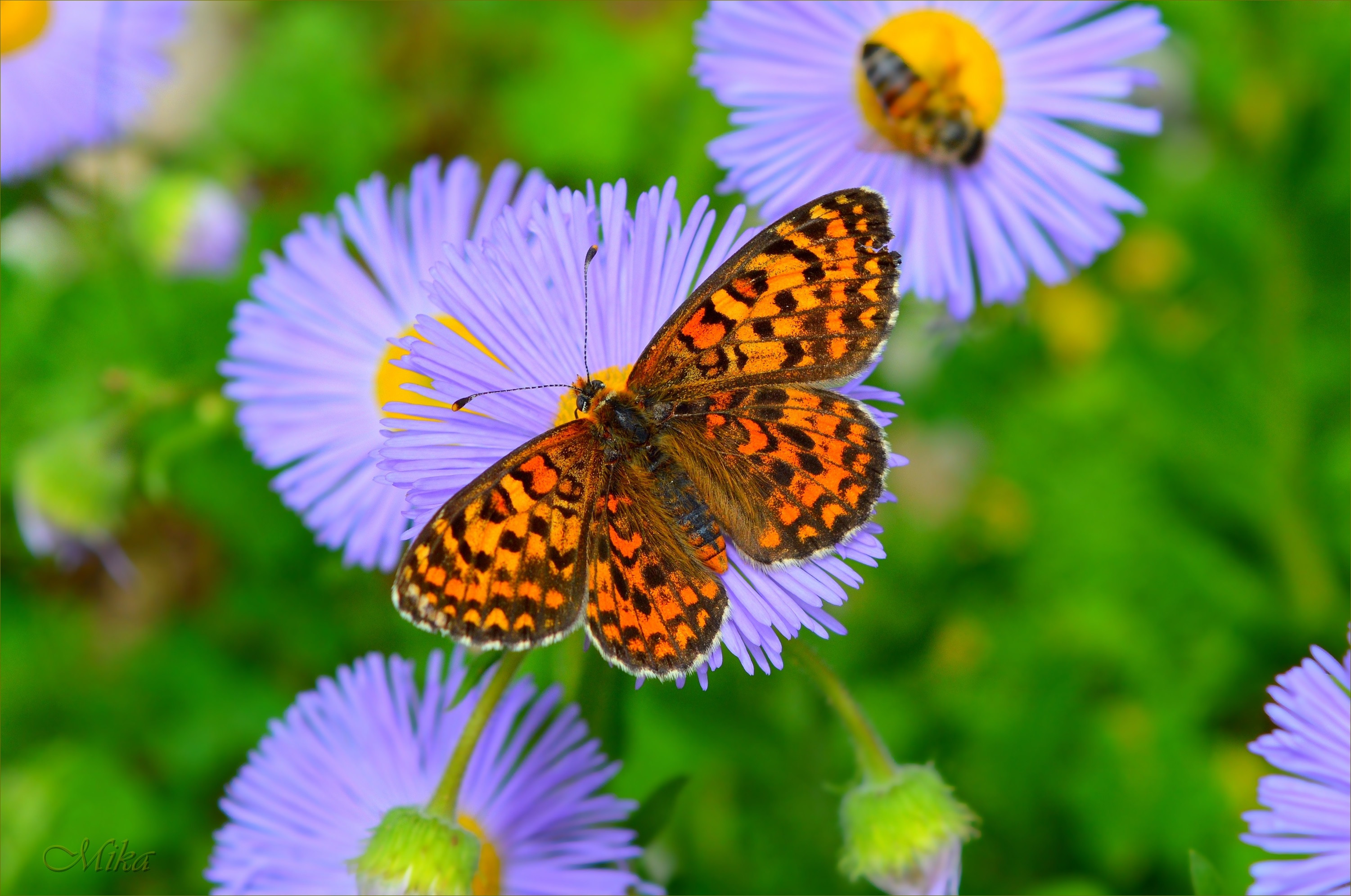 Fonds d'cran Animaux Insectes - Papillons 