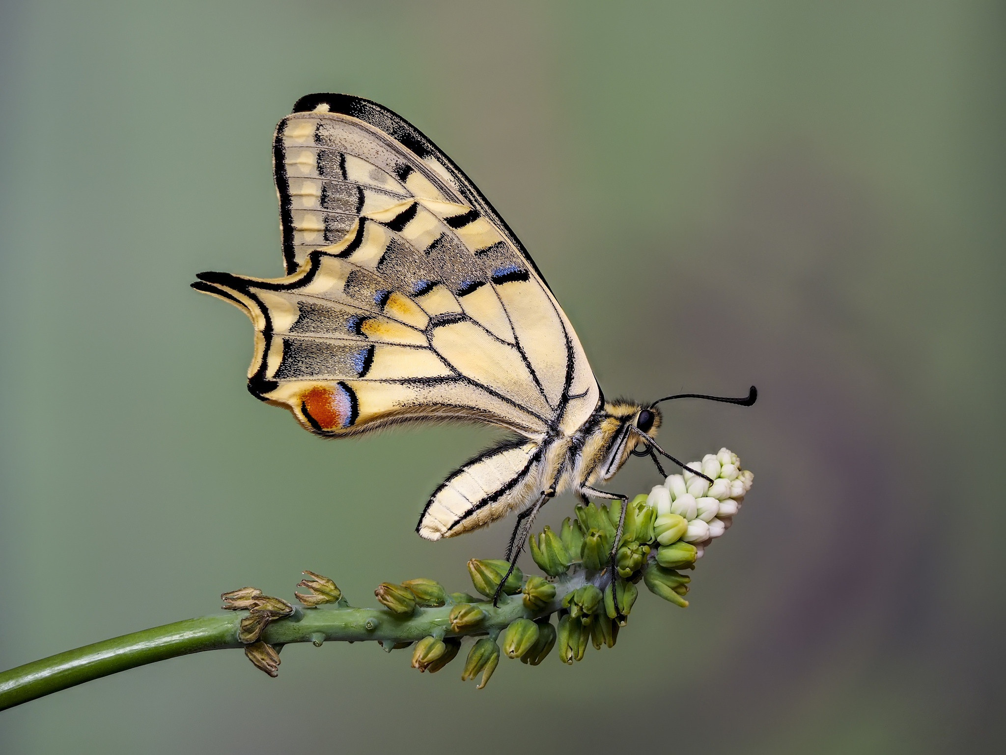 Fonds d'cran Animaux Insectes - Papillons 