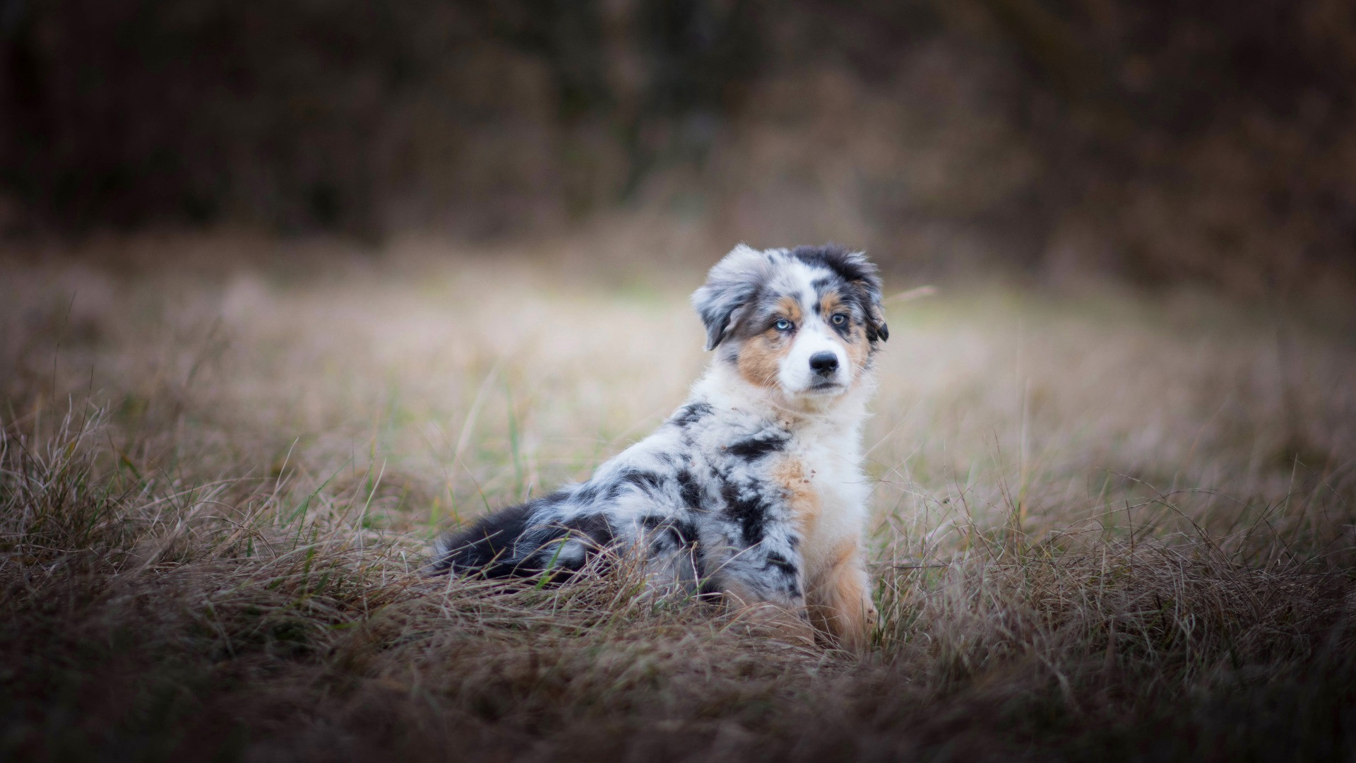 Fonds d'cran Animaux Chiens 