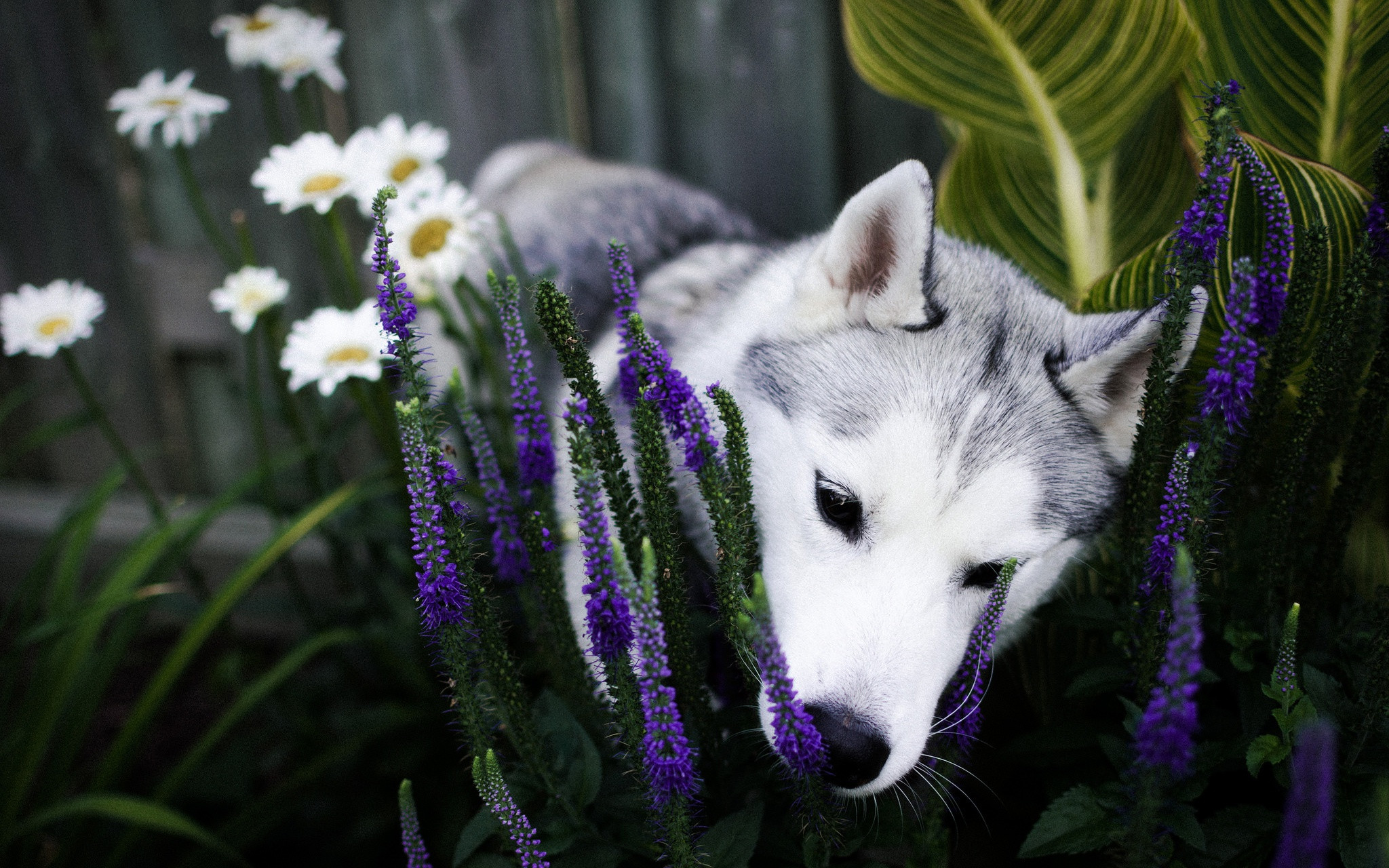 Fonds d'cran Animaux Chiens 